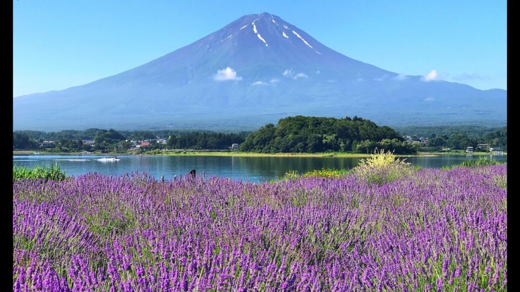 Best photo spot at lavender field with Mt.Fuji 河口湖ハーブ祭り2017 Best photo spot at lavender field with Mt.Fuji 河口湖ハーブ祭り2017