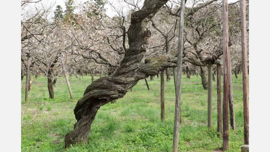 "Kairakuen" Travel Guide