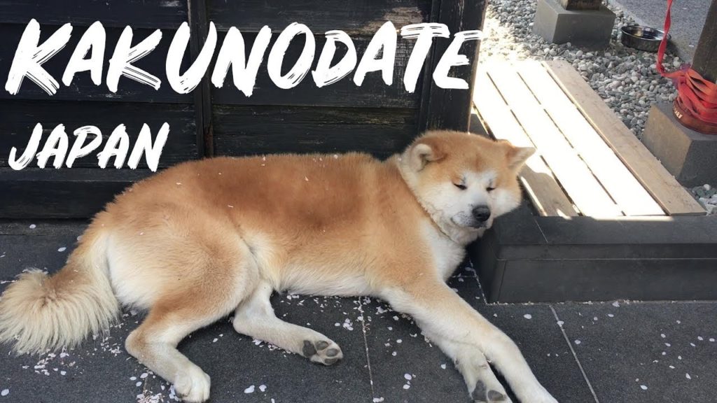 Travel Destinations: Kakunodate Japan Cherry Blossom Festival