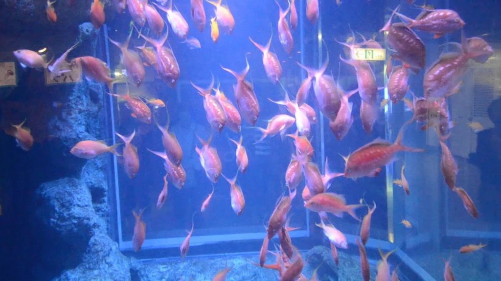 アキーラさん訪問⑧静岡県・伊豆三津シーパラダイス・深海魚編！Izu-mito-Sea-paradice,Izu,Shizuoka,Japan