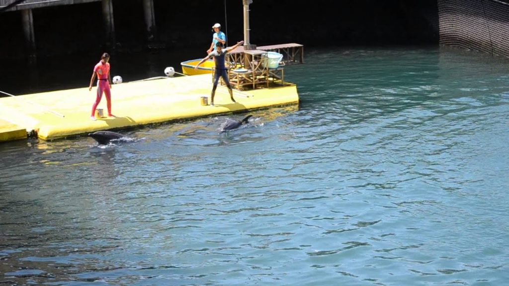 アキーラさん訪問⑤静岡県・伊豆三津シーパラダイス・イルカショー編！Izu-mito-Sea-paradice,Izu,Shizuoka,Japan