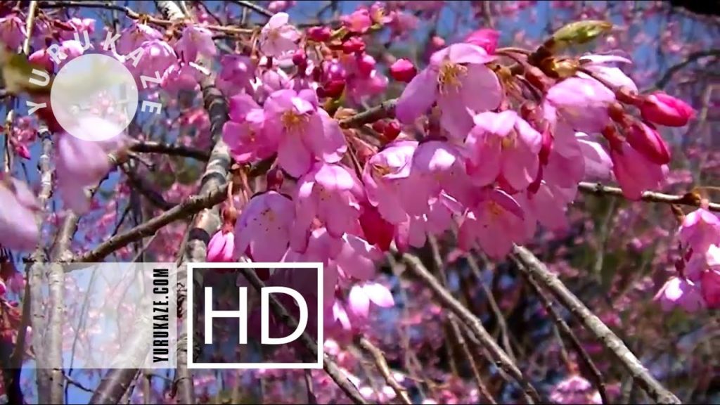 73. Sakura in Mikamine Park at Nishitaga, Sendai, Miyagi, Tohoku, Japan