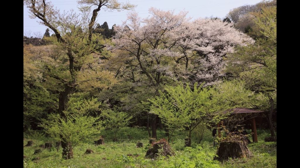 JG☆☆☆新潟 小山田ヒガンザクラ樹林(天然記念物) Niigata,Oyamada Higanzakura