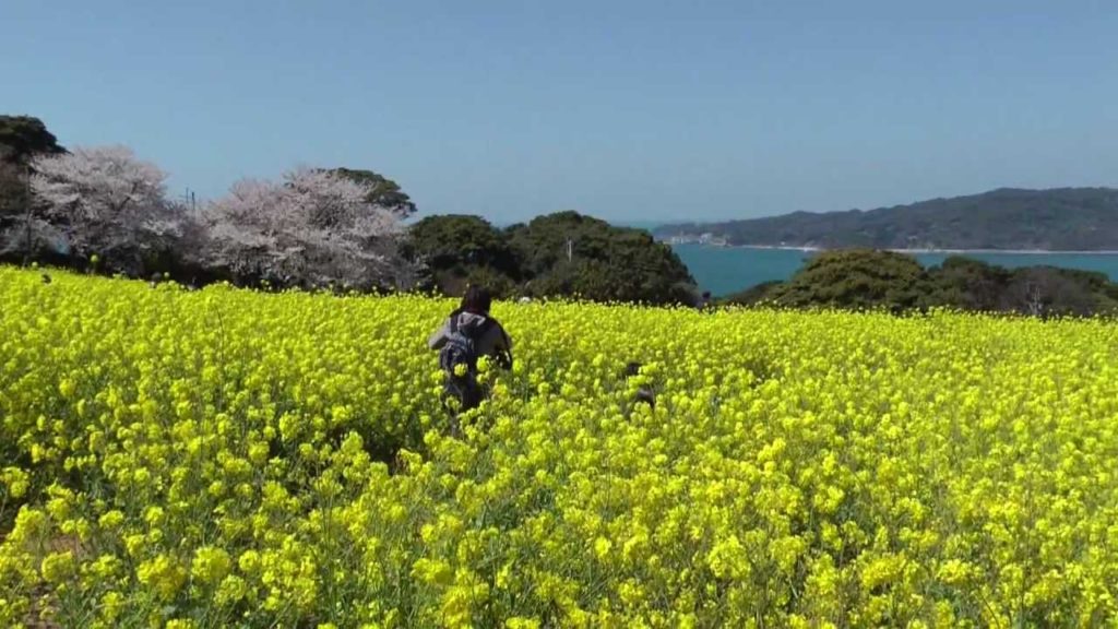 Nokonoshima Island, Fukuoka City 🌷 のこのしまアイランドパーク 🌷 Japan As It Truly Is