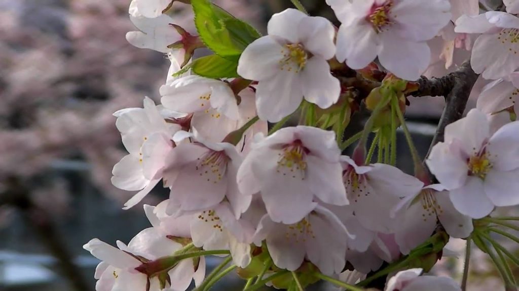 函館公園の桜 @北海道函館市 Sakura in Hakodate Park in Hakodate Hokkaido