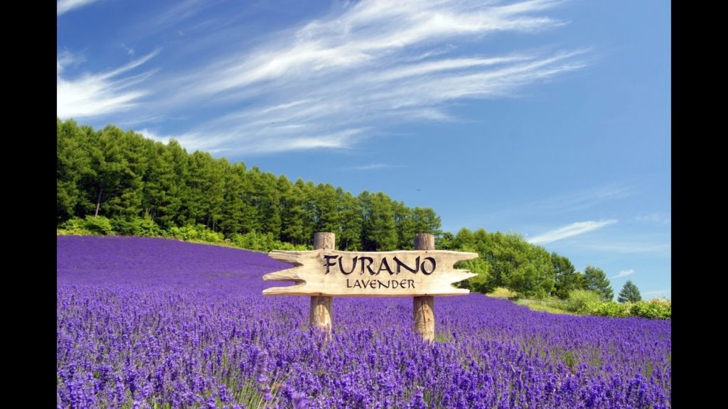 The Daily Japan - Pesona Kebun Lavender di Furano