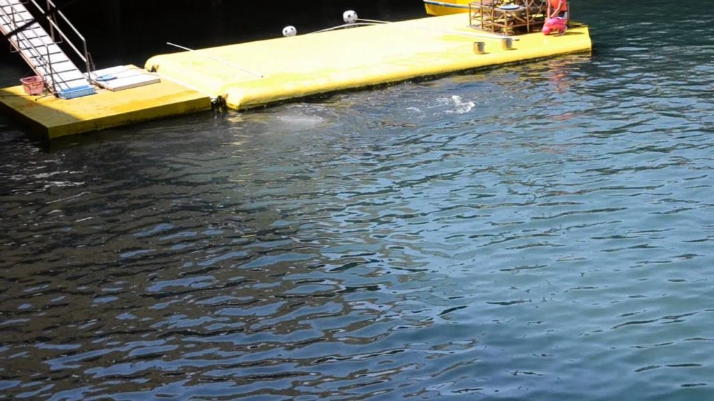 アキーラさん訪問⑮静岡県・伊豆三津シーパラダイス・イルカ編！Izu-mito-Sea-paradice,Izu,Shizuoka,Japan