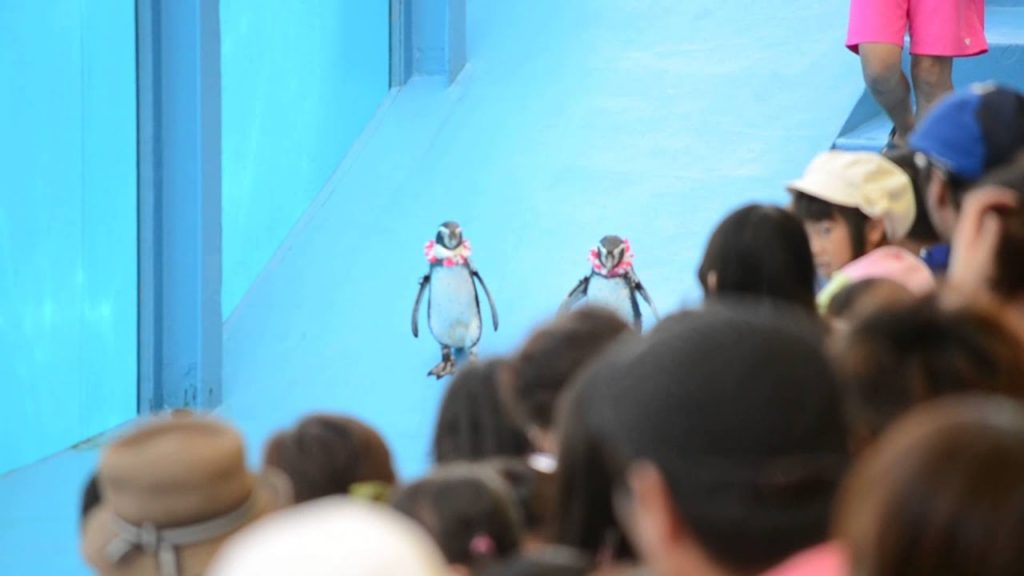 アキーラさん訪問⑬静岡県・伊豆三津シーパラダイス・ペンギン編！Izu-mito-Sea-paradice,Izu,Shizuoka,Japan