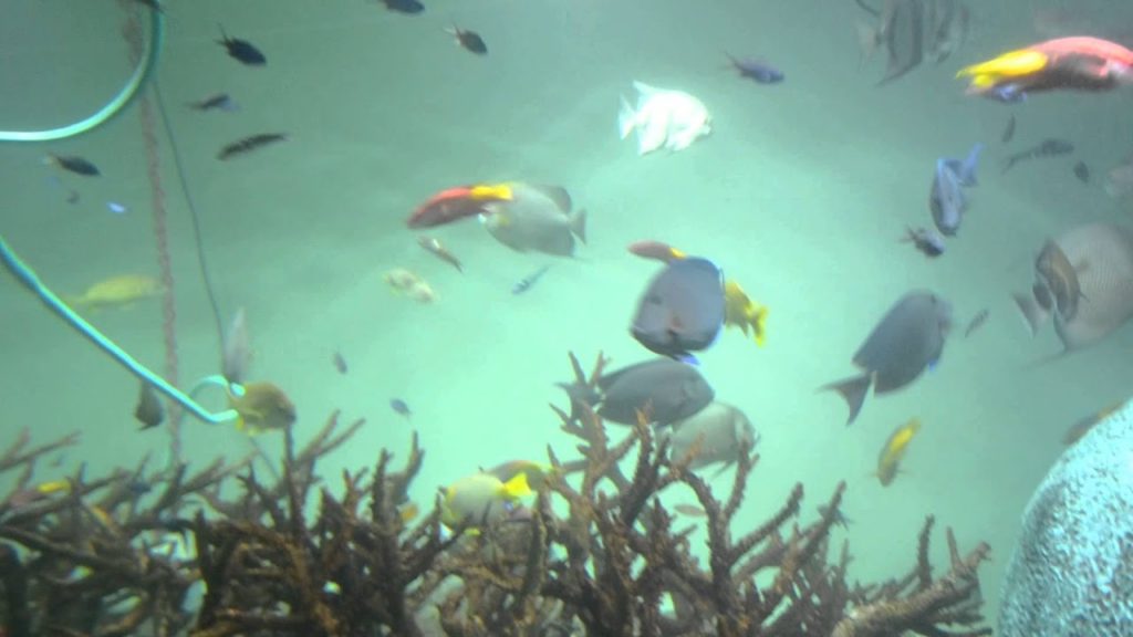 アキーラさん訪問②静岡県・伊豆三津シーパラダイスの熱帯魚編！Izu-mito-Sea-paradice,Izu,Shizuoka,Japan