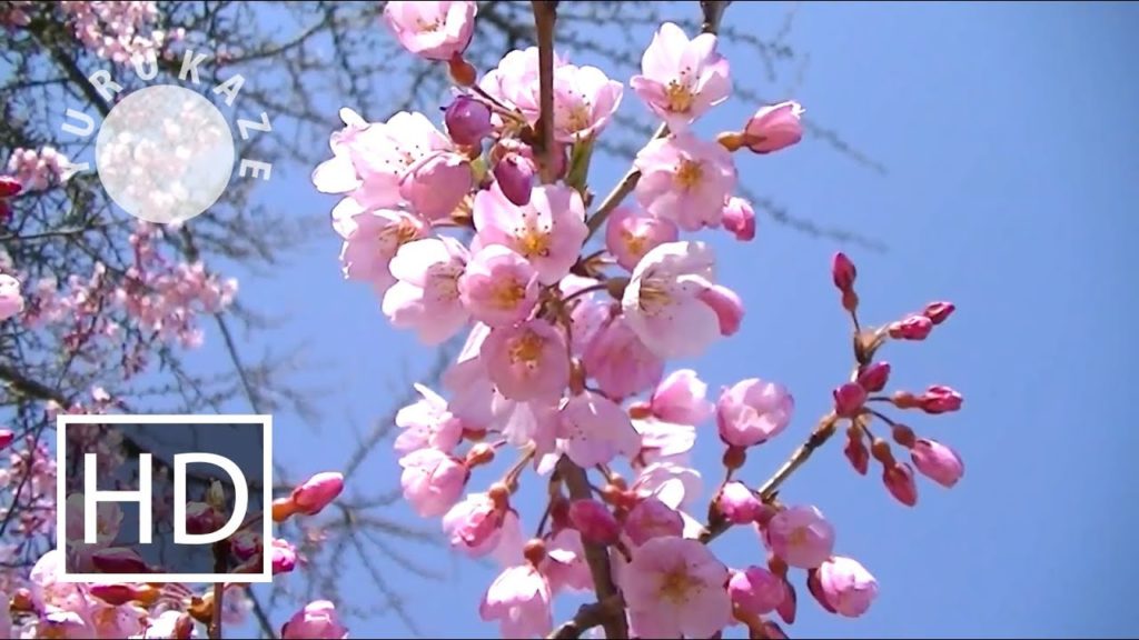 Sakura at Kinoshita Shrine in Sendai, Miyagi, Tohoku, Japan