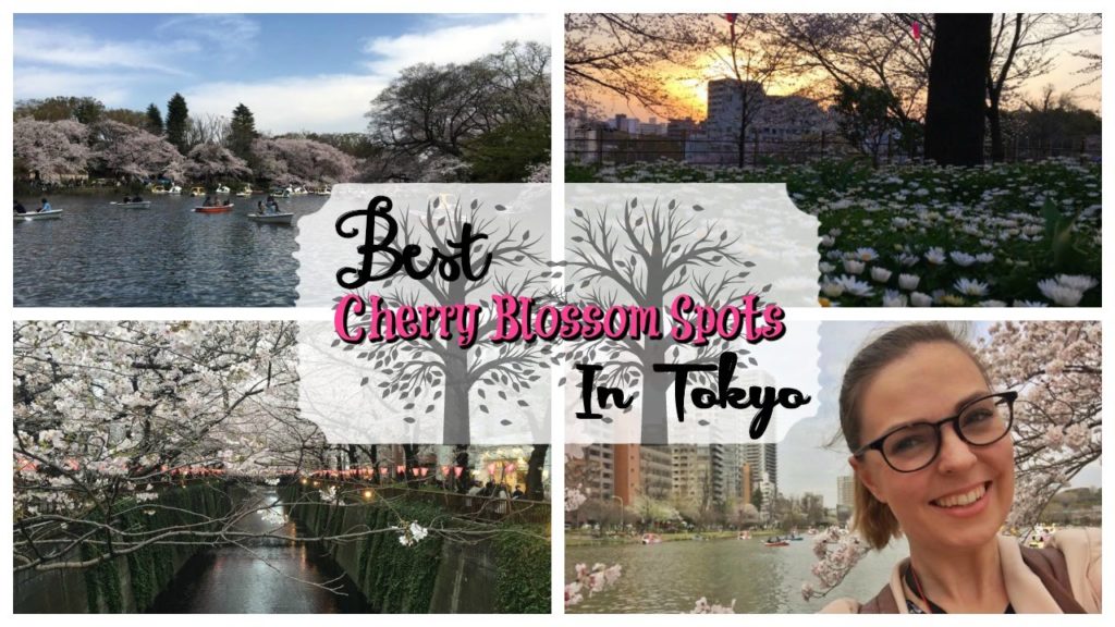 The Best Places to See Cherry Blossoms in Tokyo || TRAVEL || Emily In Tokyo ❤︎