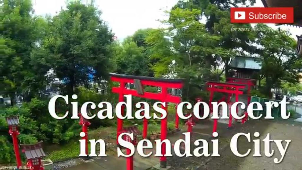281. Cicadas concert in Sendai City, Japan