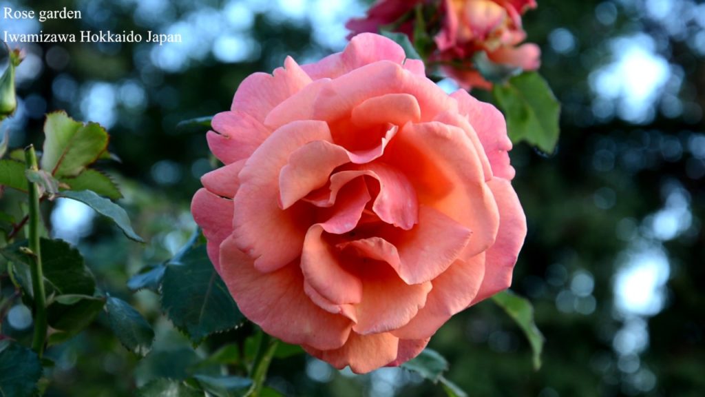 Travel Hokkaido [Rose garden] Iwamizawa Hokkaido Japan 北海道岩見沢 バラ園 秋でも綺麗なバラが見れました