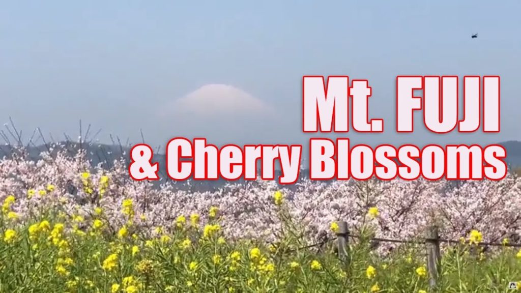 MT. FUJI AND CHERRY BLOSSOMS VIEWING AT AZUMAYAMA PARK 2018