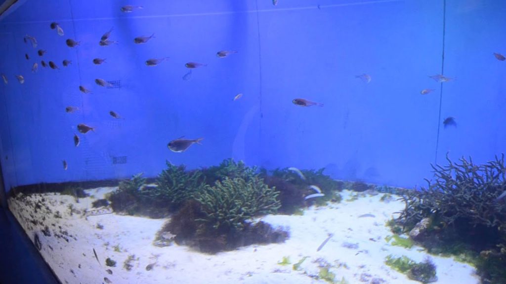 アキーラさん訪問⑨静岡県・伊豆三津シーパラダイス！Izu-mito-Sea-paradice,Izu,Shizuoka,Japan