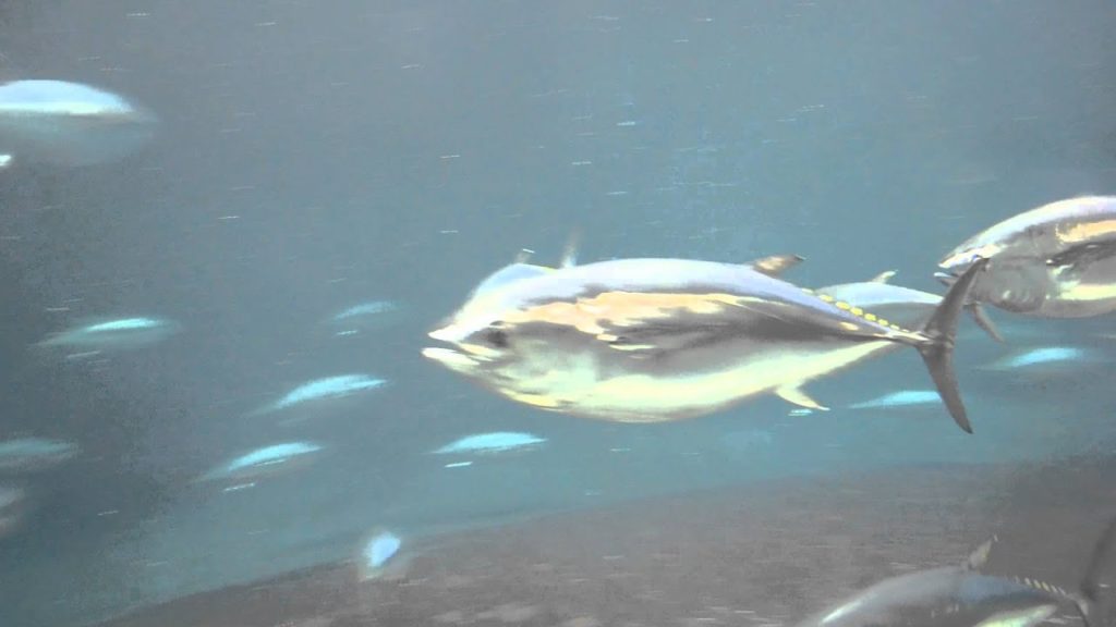 アキーラさん訪問③静岡県・伊豆三津シーパラダイス・回遊魚編！Izu-mito-Sea-paradice,Izu,Shizuoka,Japan