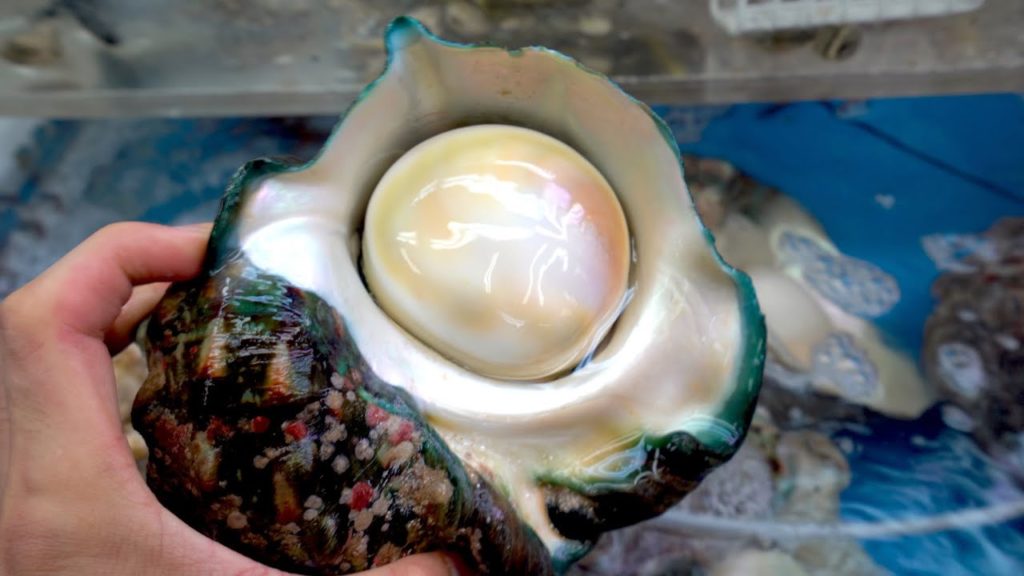 Japanese Street Food 🐚Sea Snail Shellfish Sashimi Okinawa Japan(2019) 夜光貝刺身 日本冲绳特产 Seafood Market