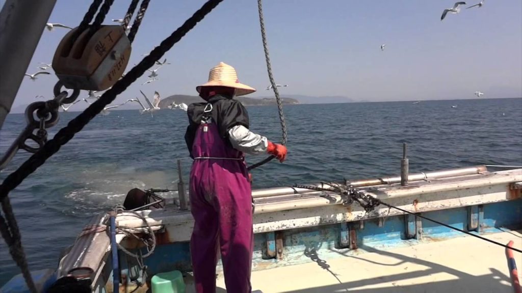 Time of Travel : Cocktail Shrimp (Jako-Ebi) Fishery in Ibukijima Island (Kagawa, Japan)