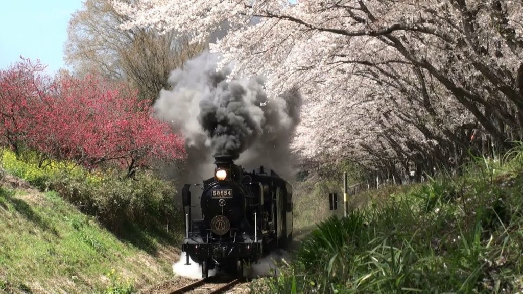 Steam Train Hitoyoshi running beside Cherry-Blossoms