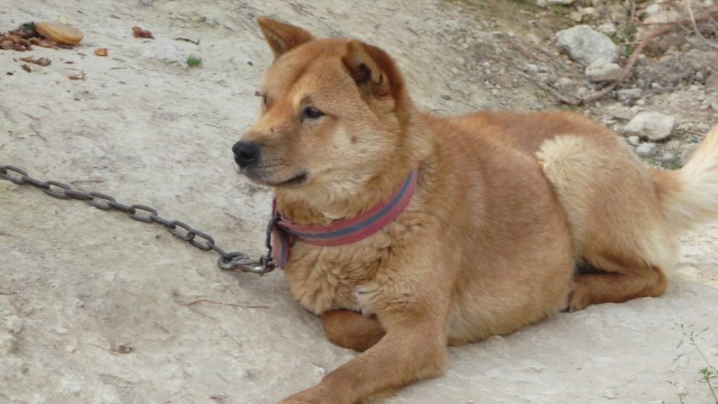 Korean Jindo Dog Highlights Funny Videos – South Korea Travel with Seinustar Korean Jindo Dog Highlights Funny Videos - South Korea Travel with Seinustar