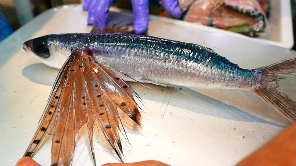 Japanese Street Food - BLACK FLYING FISH Sashimi Fried Seafood Okinawa Japan