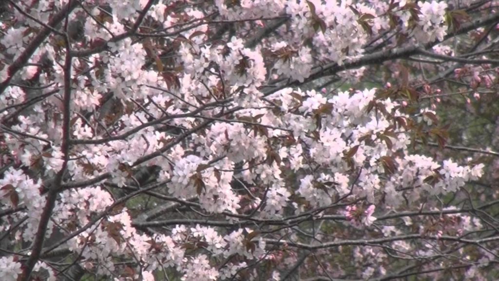Cherry Blossoms in Sapporo, Hokkaido, Japan