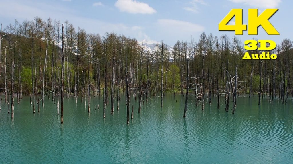 HOKKAIDO.| 青い池.| Shirogane Blue Pond at Biei town on May, 2018.[ 4K ]