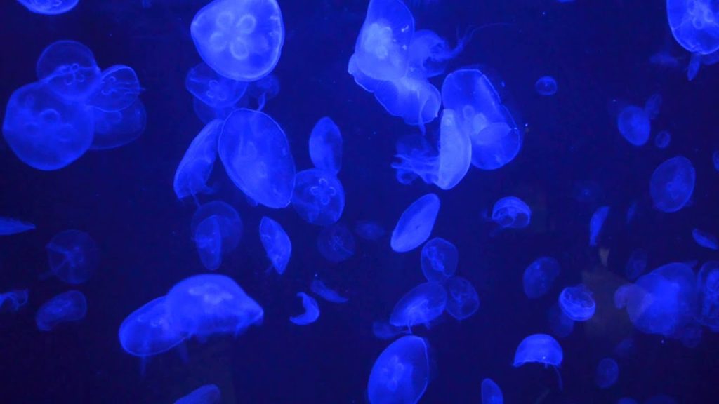 アキーラさん訪問⑩静岡県・伊豆三津シーパラダイス・くらげ編！Jelly-fish,Izu-mito-Sea-paradice,Izu,Shizuoka,Japan