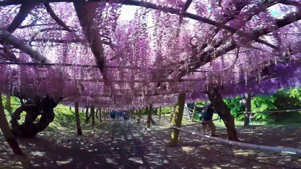 河内藤園、満開の藤たち – 福岡県北九州市 河内藤園、満開の藤たち - 福岡県北九州市