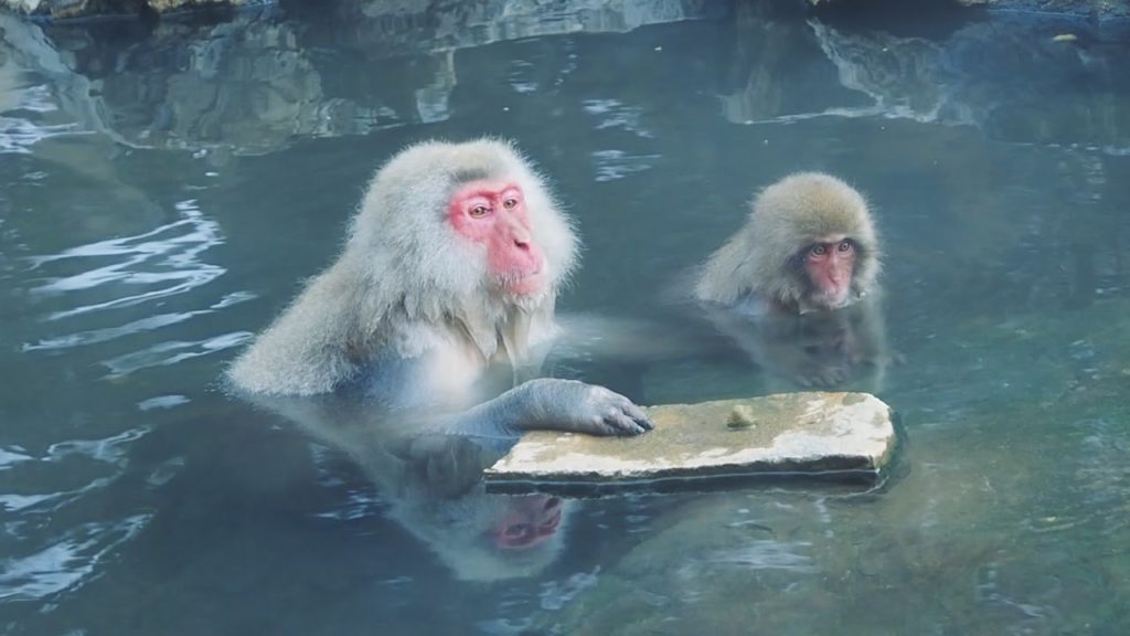 JAPON : NINJA, SINGES ET MATCHA À NAGANO ! JAPON : NINJA, SINGES ET MATCHA À NAGANO !