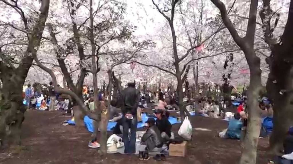 Japan Vlog #13 Cherry Blossoms in Nagoya