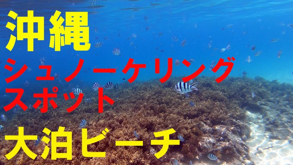 【沖縄旅行】　#伊計島 #大泊ビーチ  #シュノーケリング  #okinawa travel