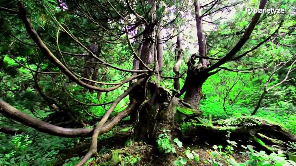 Osado Ishina Natural Cedar Forest, Sado | One Minute Japan Travel Guide