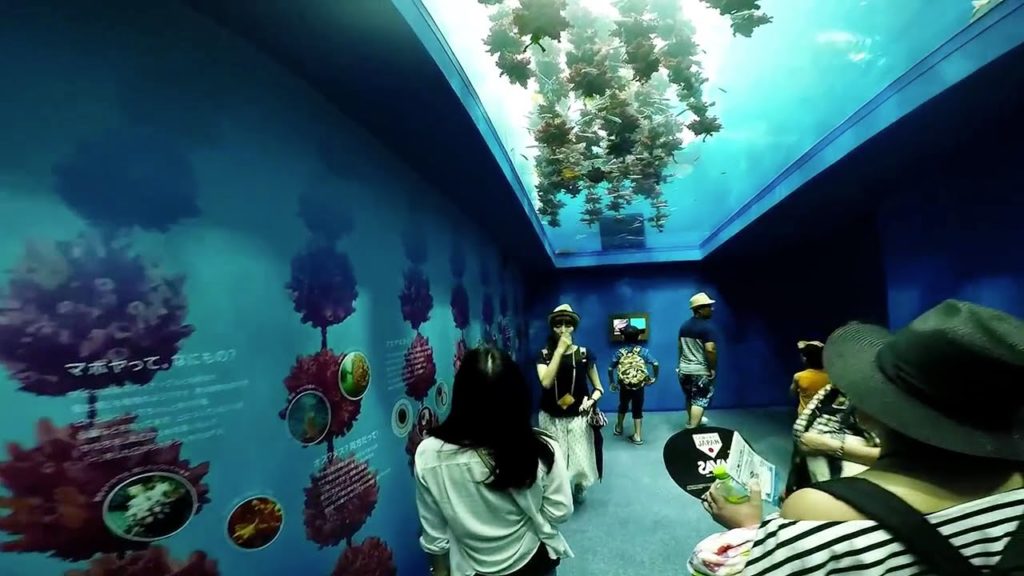 Giappone Sendai Aquarium GoPro hero 4 仙台うみの杜水族館 Giappone Sendai Aquarium GoPro hero 4 仙台うみの杜水族館
