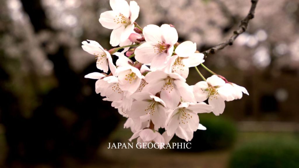 JG 4K 青森 弘前城 Hirosaki castle cherry blossoms,Aomori