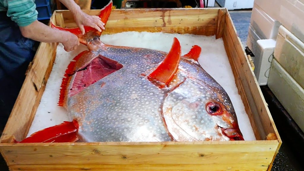 Japanese Street Food – GIANT SUNFISH Mola Mola Tokyo Japan Japanese Street Food - GIANT SUNFISH Mola Mola Tokyo Japan