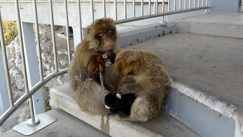 Gibraltar to Madrid by train Gibraltar to Madrid by train