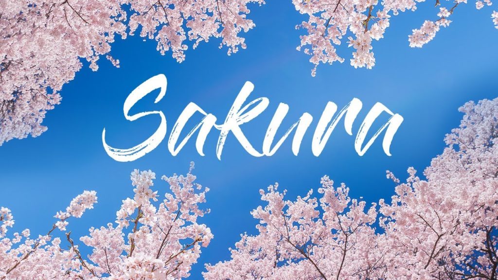 Hunting for cherry blossoms around Japan! | Cinematic Photography VLOG Hunting for cherry blossoms around Japan! | Cinematic Photography VLOG