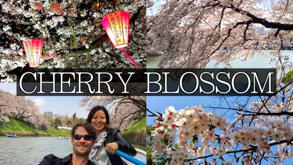 Japan Cherry Blossom: How to Predict the Unpredictable | FULL Guide