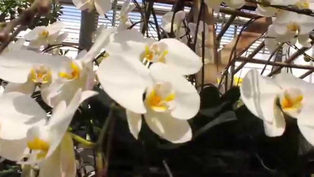 Ncig teb chaw Japan 2015 (Toyohashi)