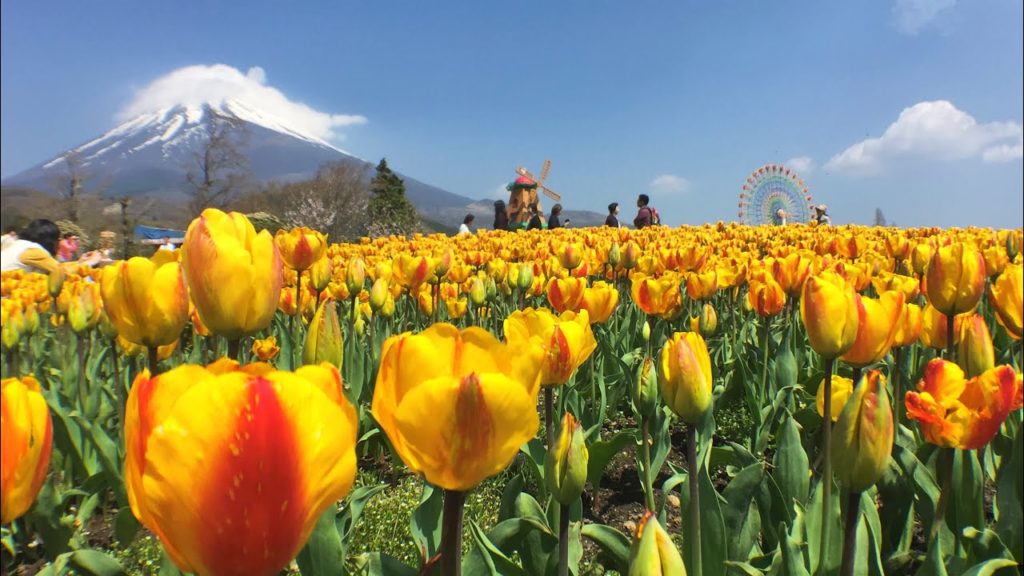 Tulip festival in Mt.Fuji 天空のチューリップ祭り Tulip festival in Mt.Fuji 天空のチューリップ祭り