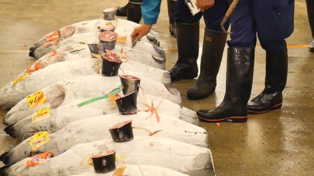 Amazing TSUKIJI FISH MARKET TUNA AUCTION Tokyo, Japan