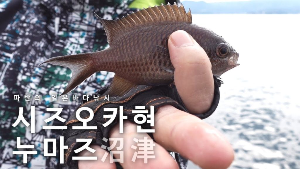 [파반] 시즈오카현 누마즈에서 2월 바다낚시 - 오늘은 손맛 볼 수 있을까?