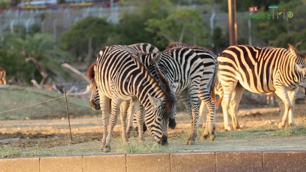 JAL　Green　Tourism　Wakayama　Adventure　World 【週末ふるさとTrip和歌山：動物とふれあえるアドベンチャーワールド】