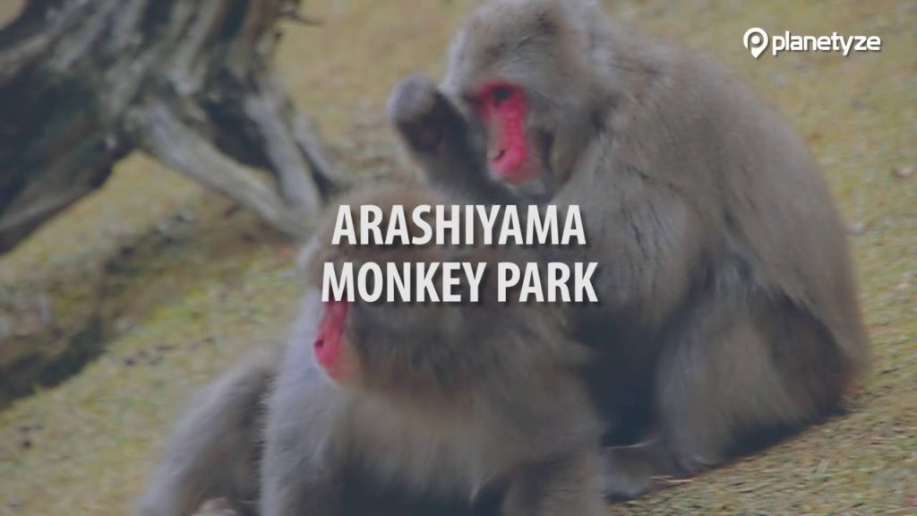 Arashiyama Monkey Park Iwatayama, Kyoto - Monkeys and the great view | One Minute Japan Travel Guide