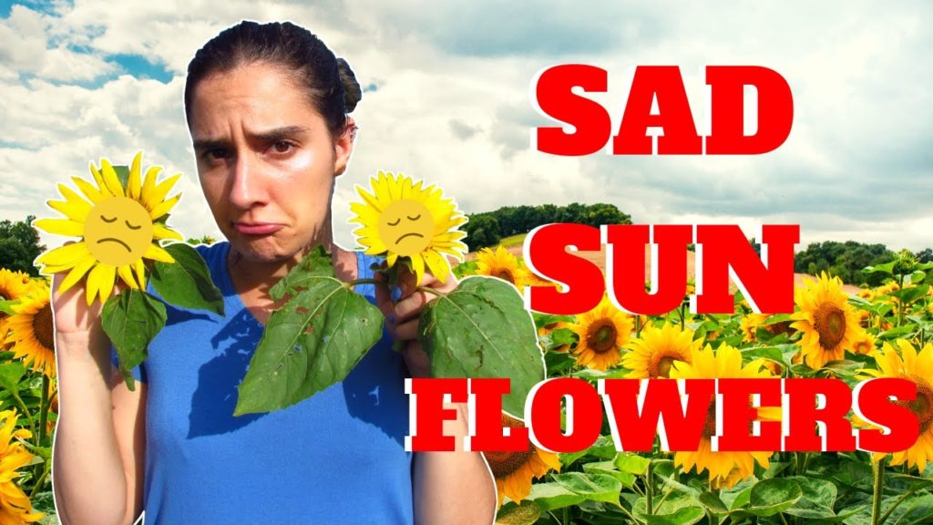 SAD SUNFLOWER FESTIVAL | Roadtrip through Miyazaki, Japan