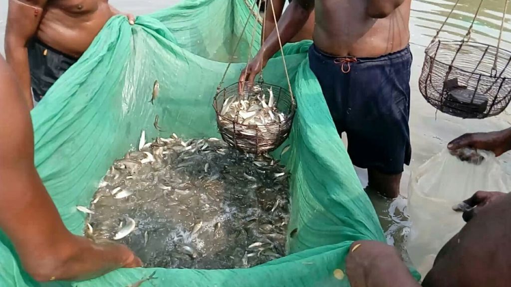 Katla Grass Carp Fish Catching Net Fishing | Travel tride