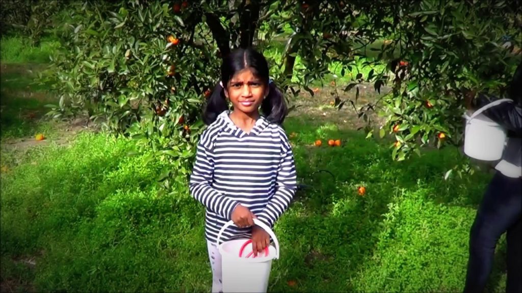 Orange Picking in farm: Travel around Sydney Australia best attractions & secrets