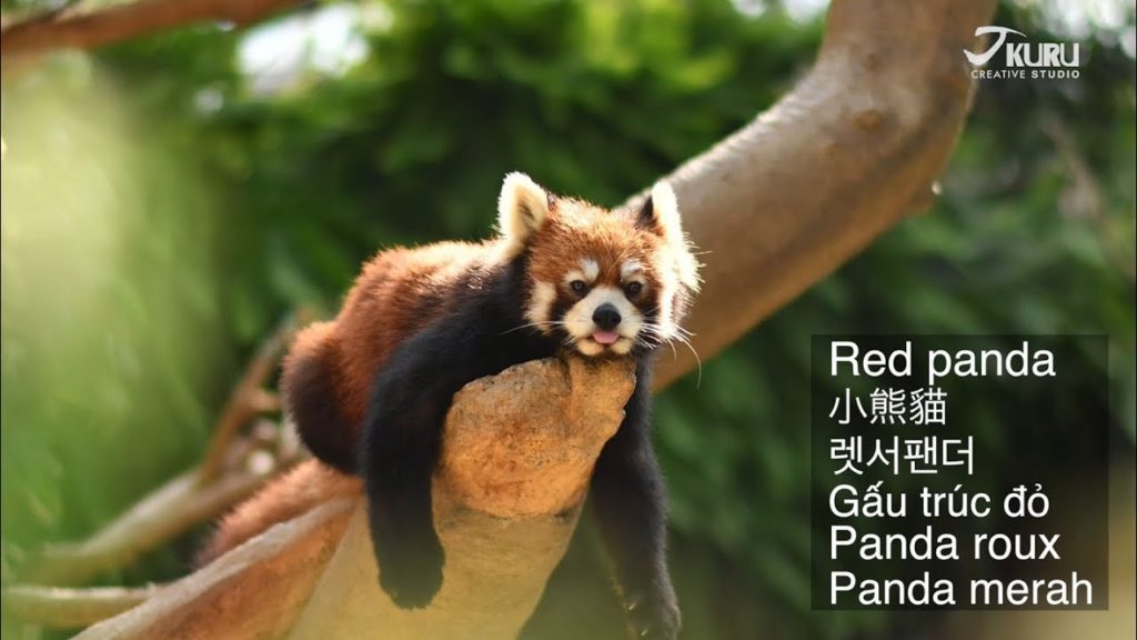 The Cutest Animals in the World - Red Pandas at Kobe Animal Kingdom