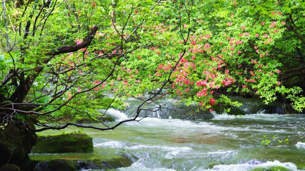 ツツジ咲く奥入瀬渓流　青森　Oirase Streams Aomori Japan 【4K UHD】 美しい日本の風景　The Beautiful Scenery of Japan